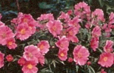 P. veitchii