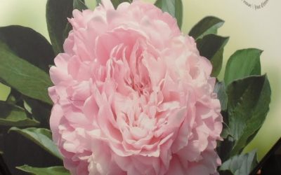 STAMP OF APPROVAL MAIL IT WITH FLOWERS: