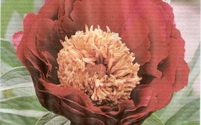 Peonies at the Farm – A Feast for the Eyes