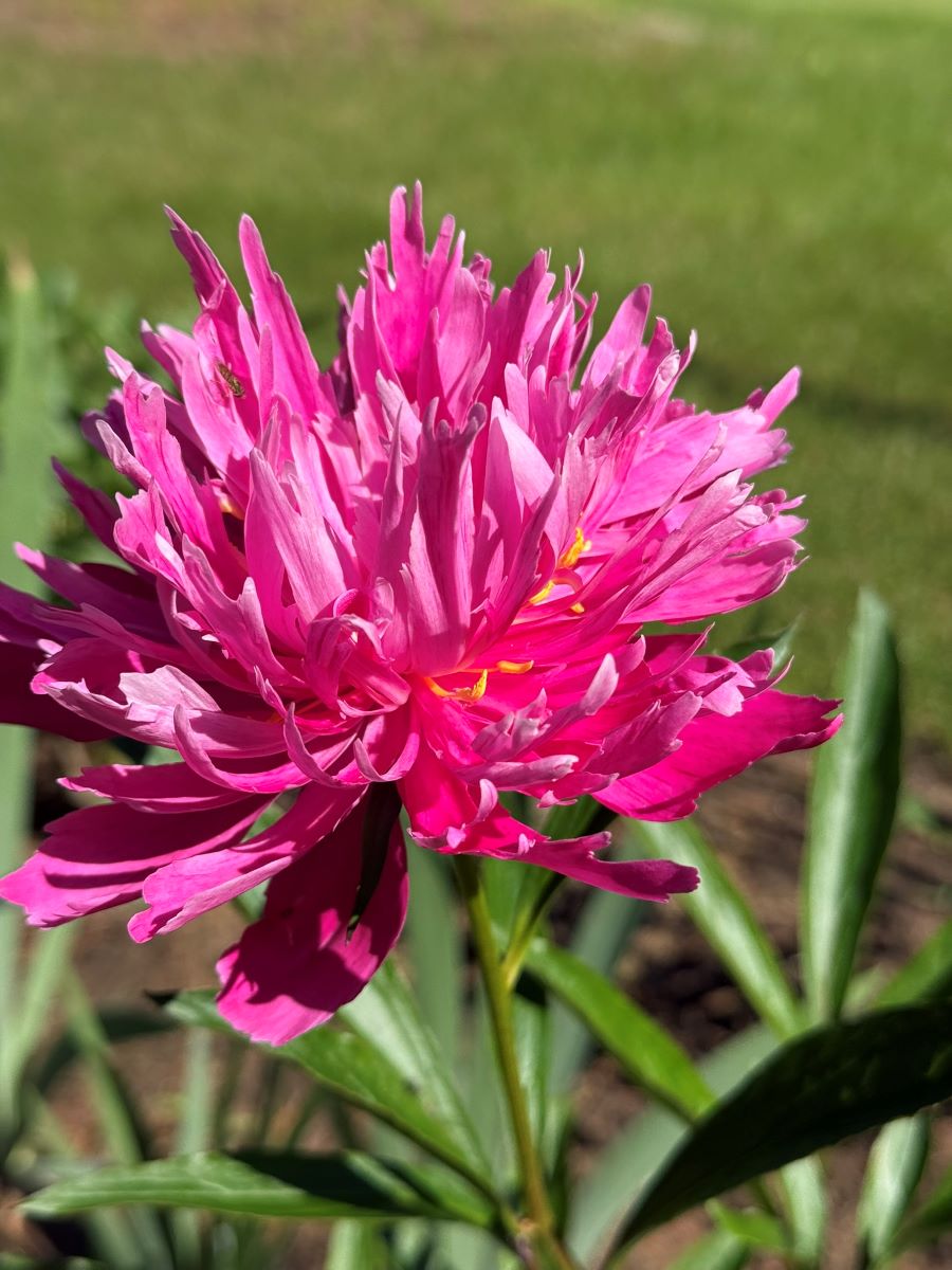 Photo of Soft Salmon Saucer peony
