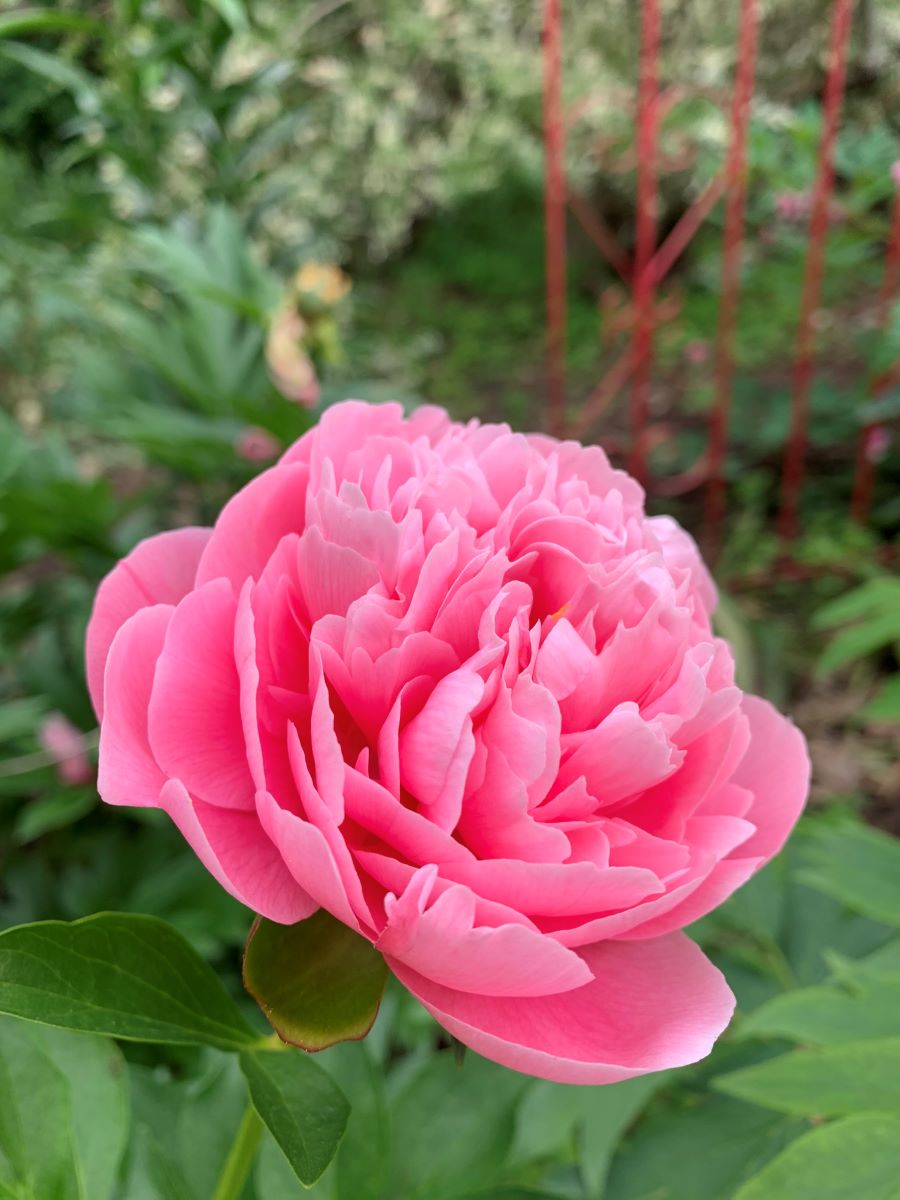 Photo of Soft Salmon Saucer peony