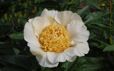 Peony of the Year 2023