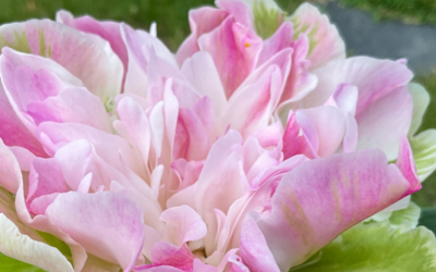 Peony of the Year 2026