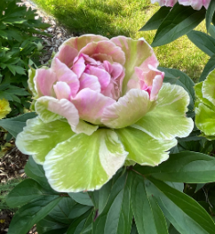 Photo of Soft Salmon Saucer peony