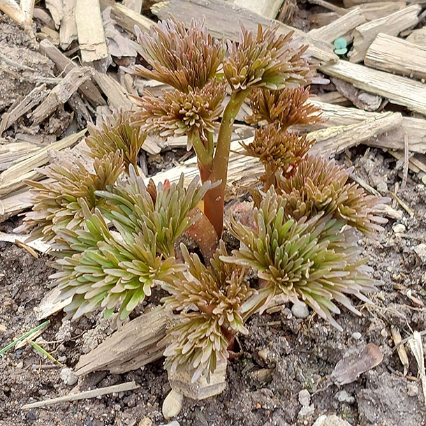 P. tenuifolia grown from seed