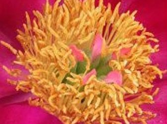 Peonies by Steve Mastin