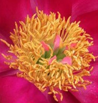 Peonies by Steve Mastin