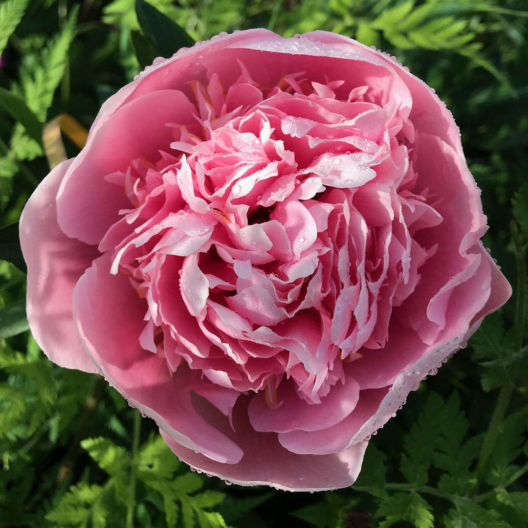 THE CANADIAN PEONY SOCIETY 2021 PEONY OF THE YEAR: ETCHED SALMON