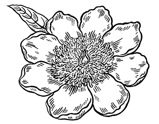 Flower Forms in Peonies