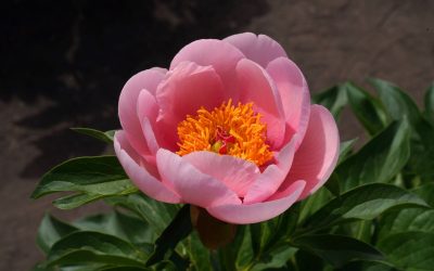 Peony of the Year 2025