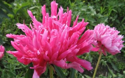 Peony of the year 2020