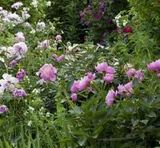 Peonies with wow factor – the eight best varieties