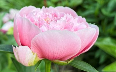 Peony of the year 2021