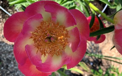 Peony of the year 2022