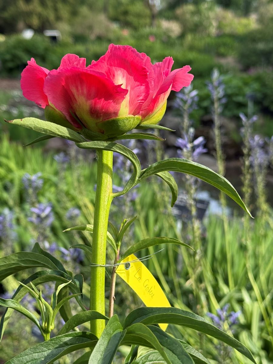 Photo of Soft Salmon Saucer peony