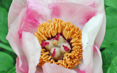 Métis Mystery Peony