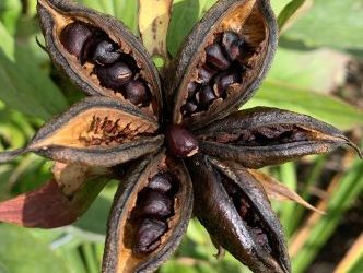 How to Germinate Peony Seeds Indoors