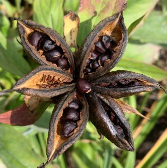 How to Germinate Peony Seeds Indoors