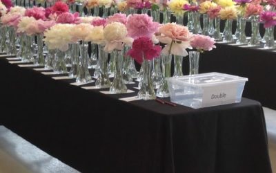 Showing Peonies