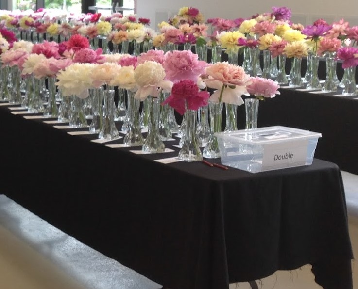 Showing Peonies