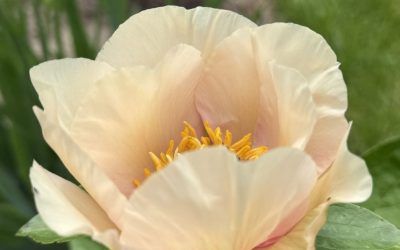 Peony of the Year 2024