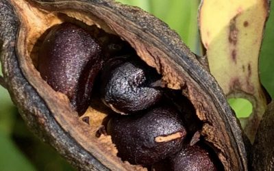 Peony Seeds by Reiner Jakubowski